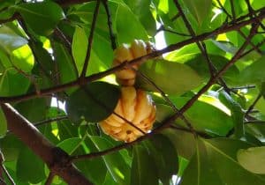 best garcinia cambogia for fat loss