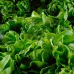 keto diet for bodybuilders - leafy vegetables