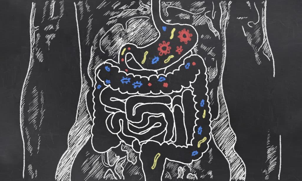 healthy gut to get fit - featured image