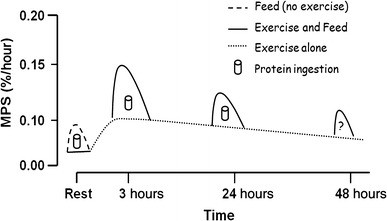 Nutrition Timing for Muscle Gain_Anabolic window